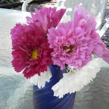 Cosmos Double Click - Renee's Garden - Image 4