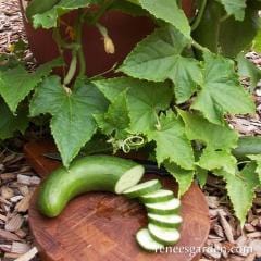 Cucumber Bush Slicer - Renee's Garden - Image 3