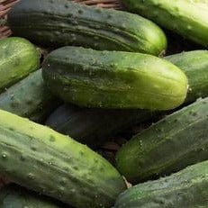Cucumber Endeavor - Renee's Garden - Image 4