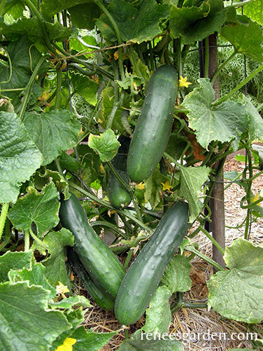Organic Cucumber Patty’s Marketmore - Renee's Garden - Image 2