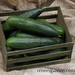 Organic Cucumber Patty’s Marketmore - Renee's Garden - Image 3