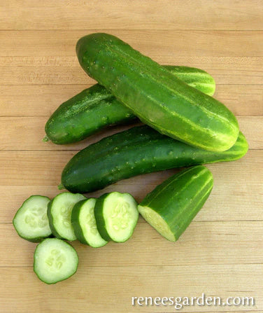 Organic Cucumber Straight Eight - Renee's Garden - Image 3