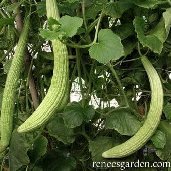 Cucumber Sweet Armenian - Renee's Garden - Image 3