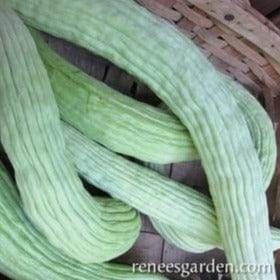 Cucumber Sweet Armenian - Renee's Garden - Image 4