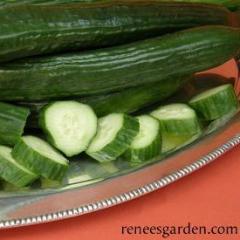 Cucumber Chelsea Prize - Renee's Garden - Image 2