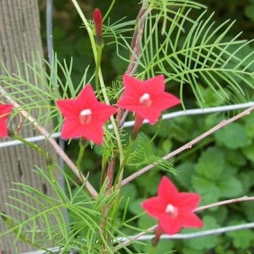 Cypress Vine Maiden Feather - Renee's Garden - Image 2