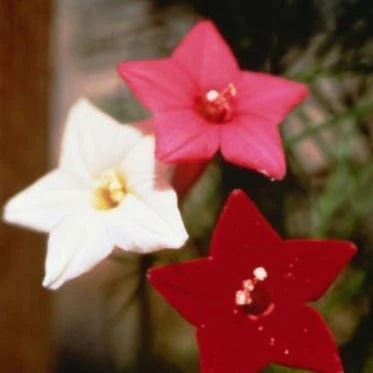Cypress Vine Maiden Feather - Renee's Garden - Image 3