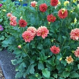 Dahlias Watercolor Silks - Renee's Garden - Image 2