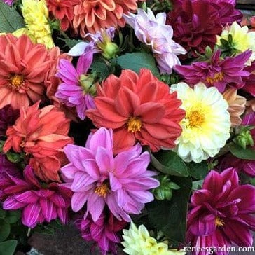 Dahlias Watercolor Silks - Renee's Garden - Image 4