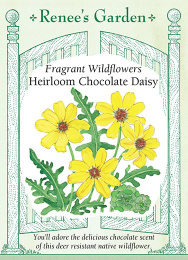 Fragrant Wildflowers Chocolate Daisy - Renee's Garden