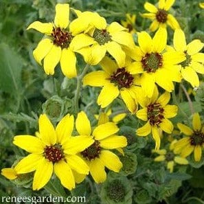 Fragrant Wildflowers Chocolate Daisy - Renee's Garden - Image 2