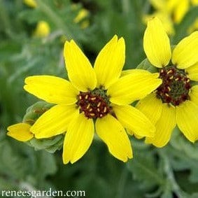 Fragrant Wildflowers Chocolate Daisy - Renee's Garden - Image 3