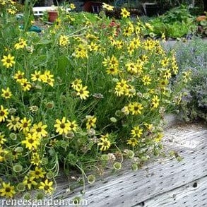Fragrant Wildflowers Chocolate Daisy - Renee's Garden - Image 4