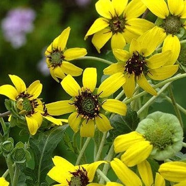 Fragrant Wildflowers Chocolate Daisy - Renee's Garden - Image 5