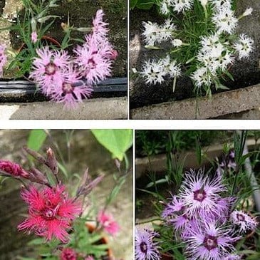 Dianthus Lace Perfume - Renee's Garden - Image 3