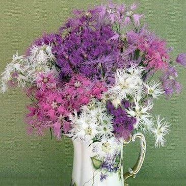 Dianthus Lace Perfume - Renee's Garden - Image 4