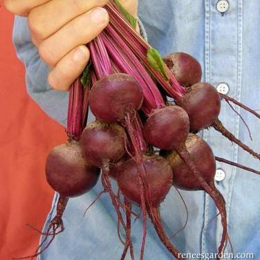 Beet Baby Ball - Renee's Garden - Image 2