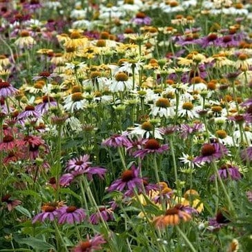 Echinacea Paradise Mix - Renee's Garden - Image 3