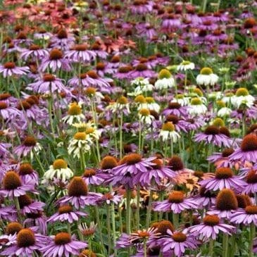 Echinacea Paradise Mix - Renee's Garden - Image 4