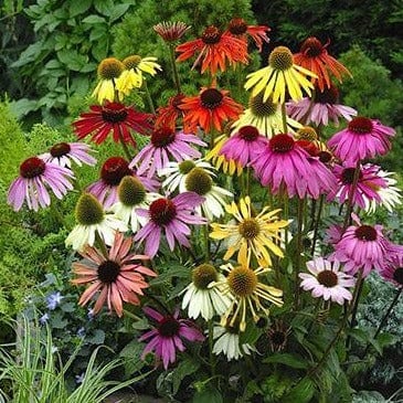 Echinacea Paradise Mix - Renee's Garden - Image 5