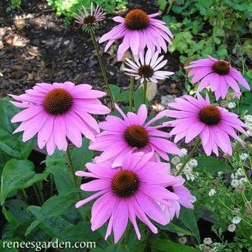 Echinacea Starlight - Renee's Garden - Image 3