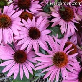 Echinacea Starlight - Renee's Garden - Image 4