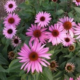 Echinacea Starlight - Renee's Garden - Image 5