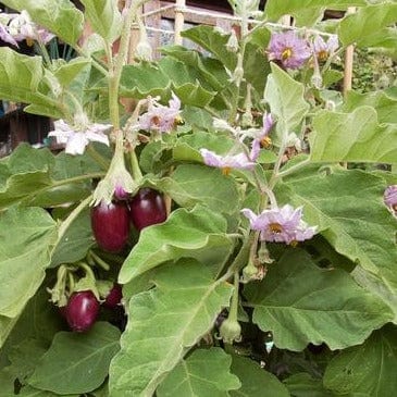 Eggplant Little Prince - Renee's Garden - Image 3