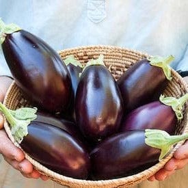 Eggplant Little Prince - Renee's Garden - Image 4