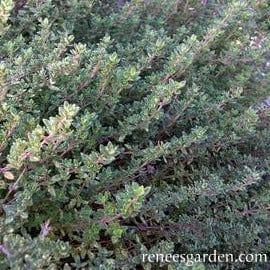 Organic Thyme English - Renee's Garden - Image 2