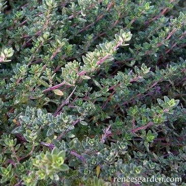 Organic Thyme English - Renee's Garden - Image 3