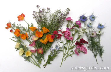 Fairy Garden Mix - Renee's Garden - Image 3