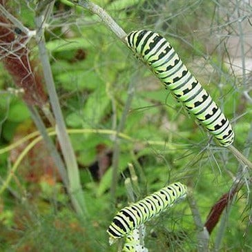 Fennel Swallowtail - Renee's Garden - Image 3