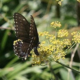 Fennel Swallowtail - Renee's Garden - Image 4