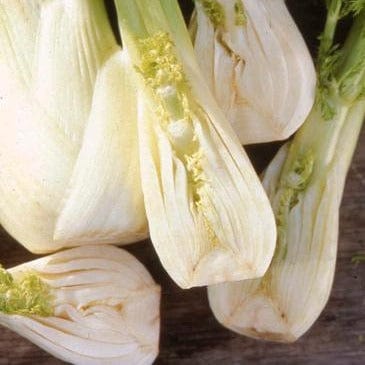 Fennel Trieste Solaris - Renee's Garden - Image 3