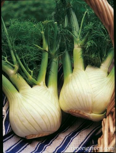 Fennel Trieste Solaris - Renee's Garden - Image 4