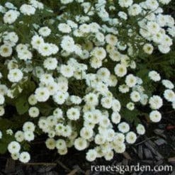 Feverfew White Wonder - Renee's Garden - Image 3
