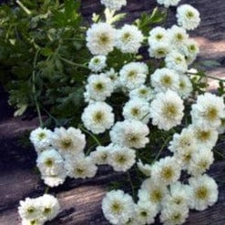 Feverfew White Wonder - Renee's Garden - Image 4