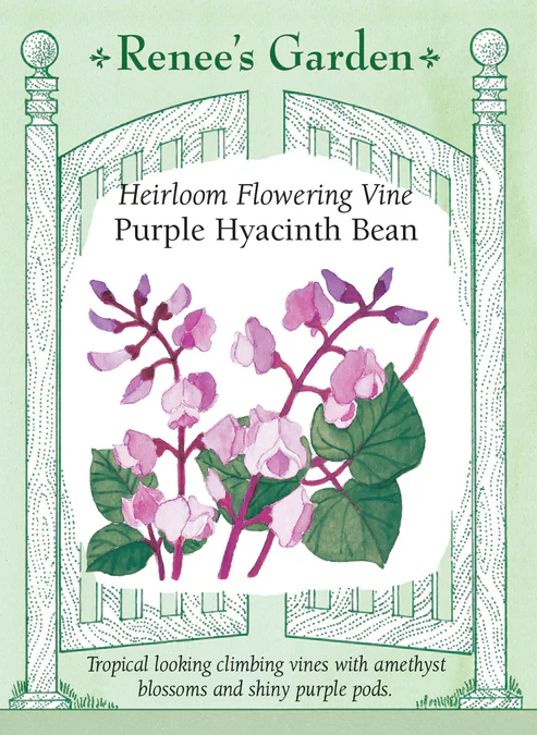 Flowering Purple Hyacinth Bean - Renee's Garden