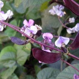 Flowering Purple Hyacinth Bean - Renee's Garden - Image 2