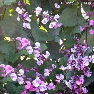 Flowering Purple Hyacinth Bean - Renee's Garden - Image 3