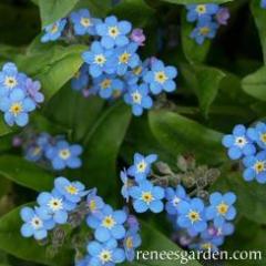 Forget-Me-Nots Azure Bluebirds - Renee's Garden - Image 2