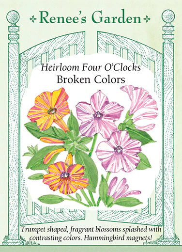 Four O'Clocks Broken Colors - Renee's Garden