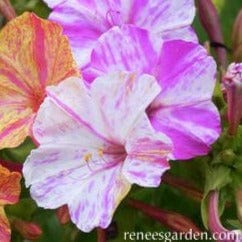 Four O'Clocks Broken Colors - Renee's Garden - Image 2
