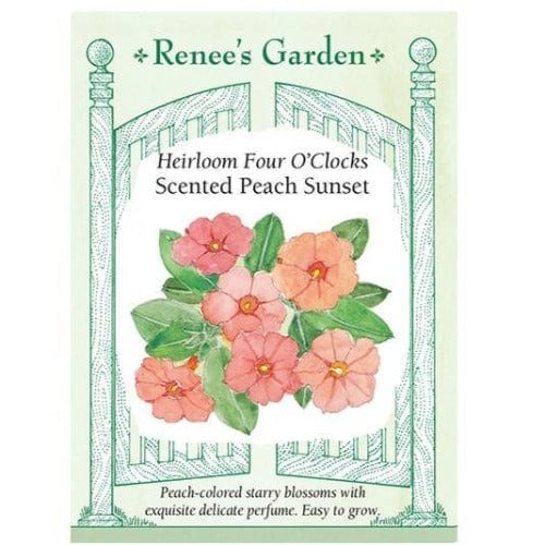 Four O'Clocks Scented Peach Sunset - Renee's Garden