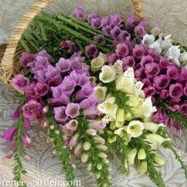 Foxglove Carousel Mix - Renee's Garden - Image 3