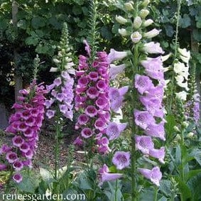 Foxglove Carousel Mix - Renee's Garden - Image 4