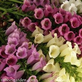 Foxglove Carousel Mix - Renee's Garden - Image 5