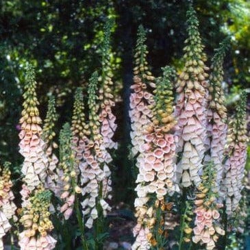 Foxglove Faerie Queen - Renee's Garden - Image 3