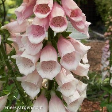Foxglove Faerie Queen - Renee's Garden - Image 4